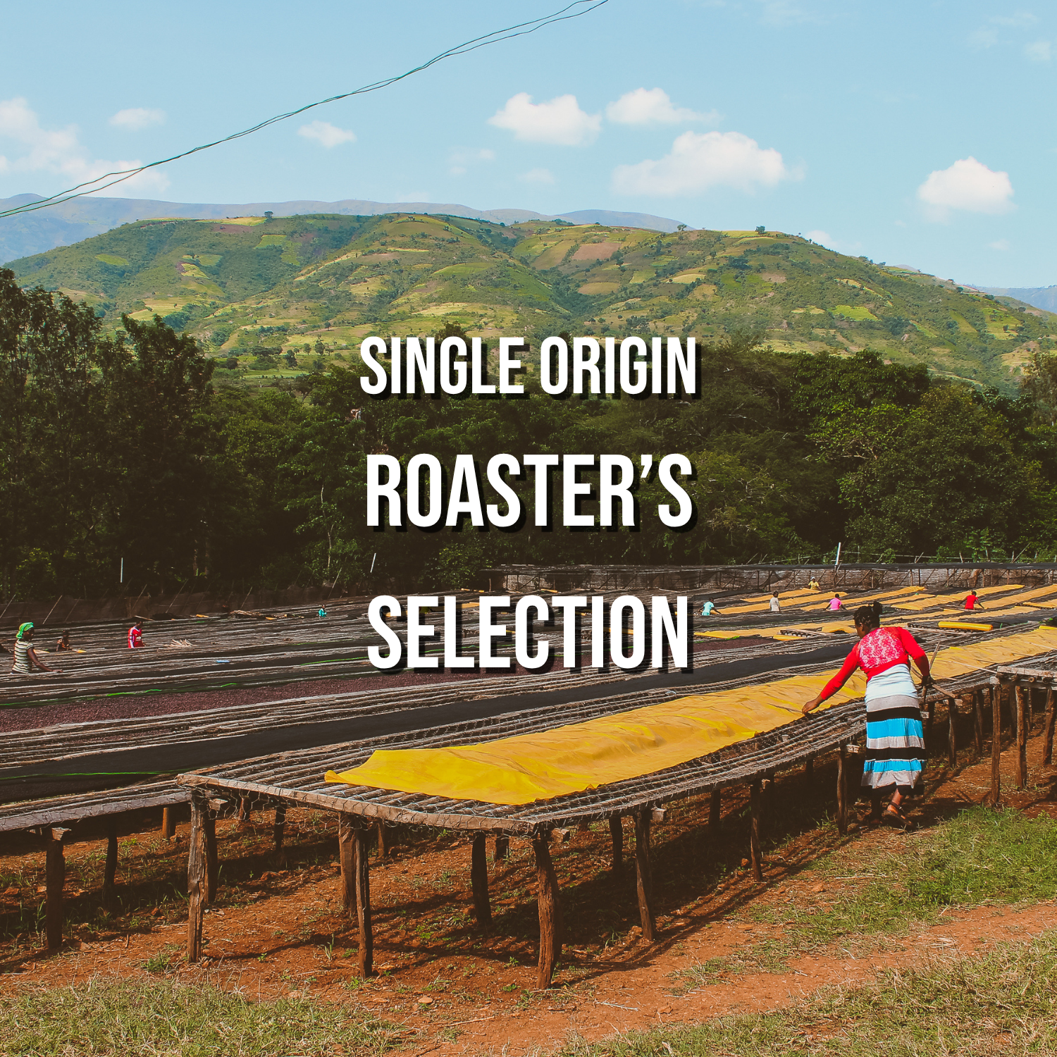 Roaster's Selection | Single Origin - Irving Farm New York