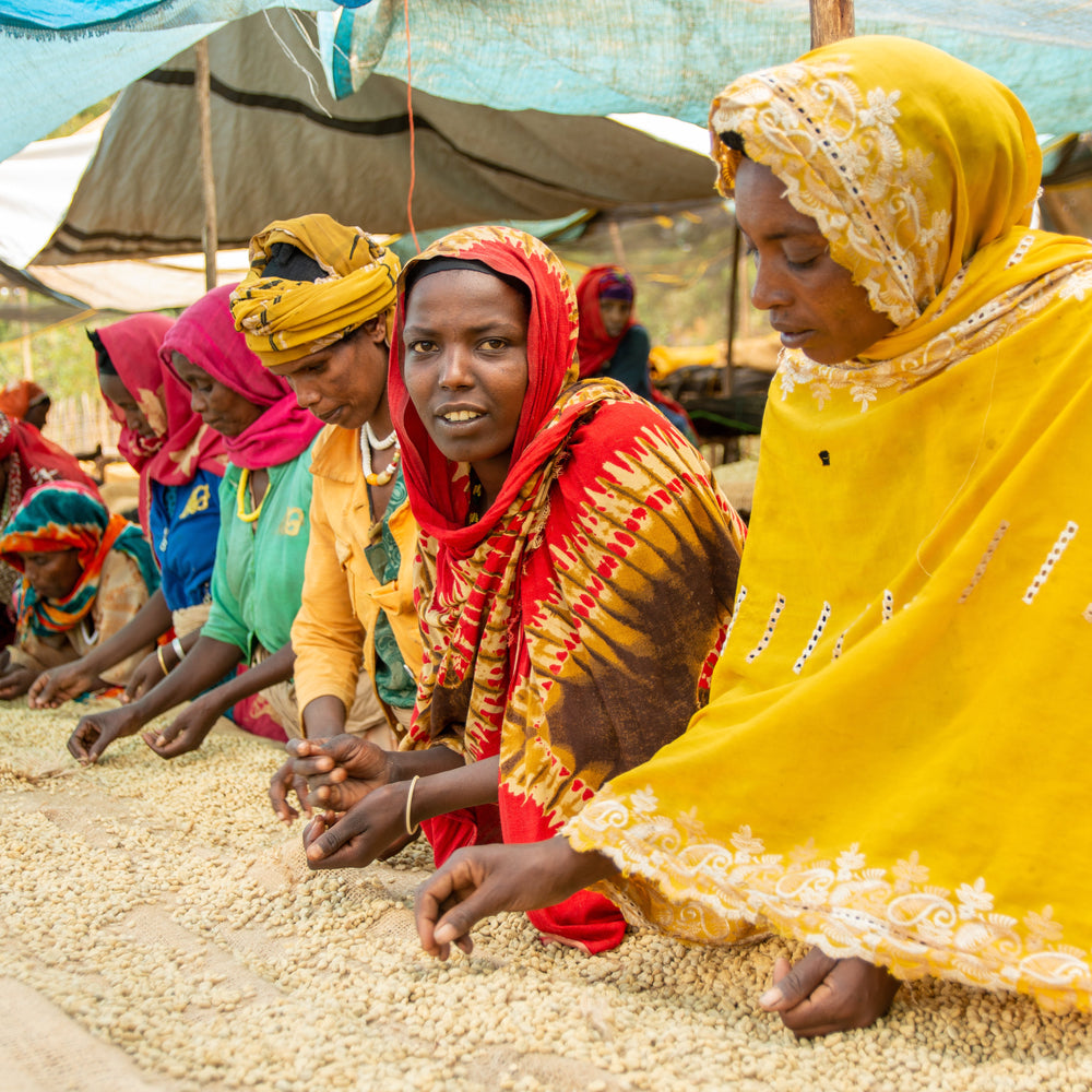 Ethiopia Mulish - Irving Farm New York