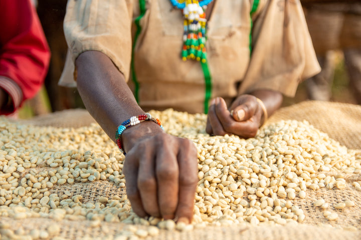 Ethiopia Mulish