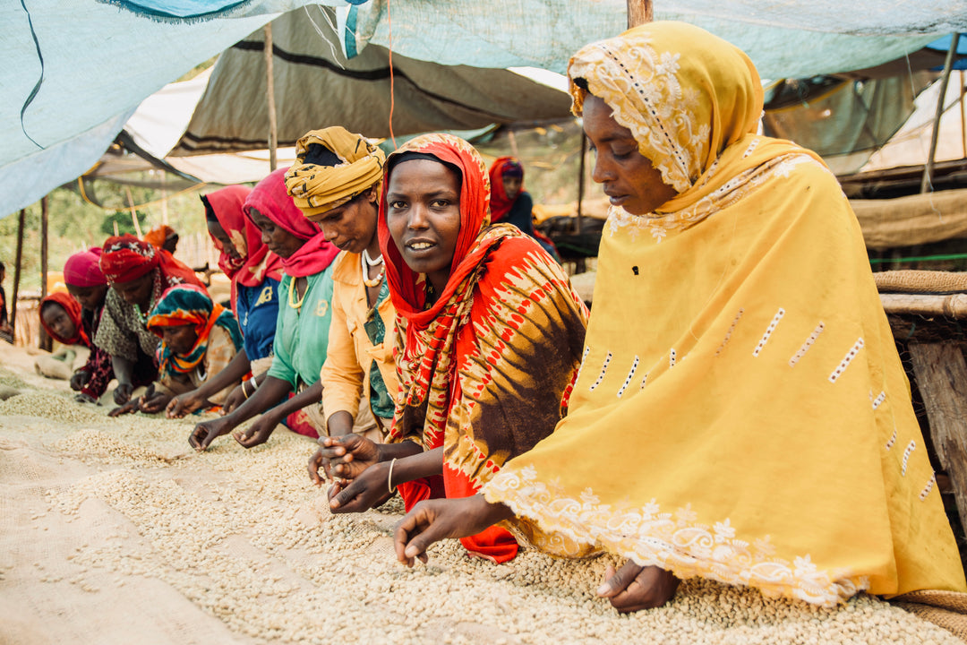 Ethiopia Mulish