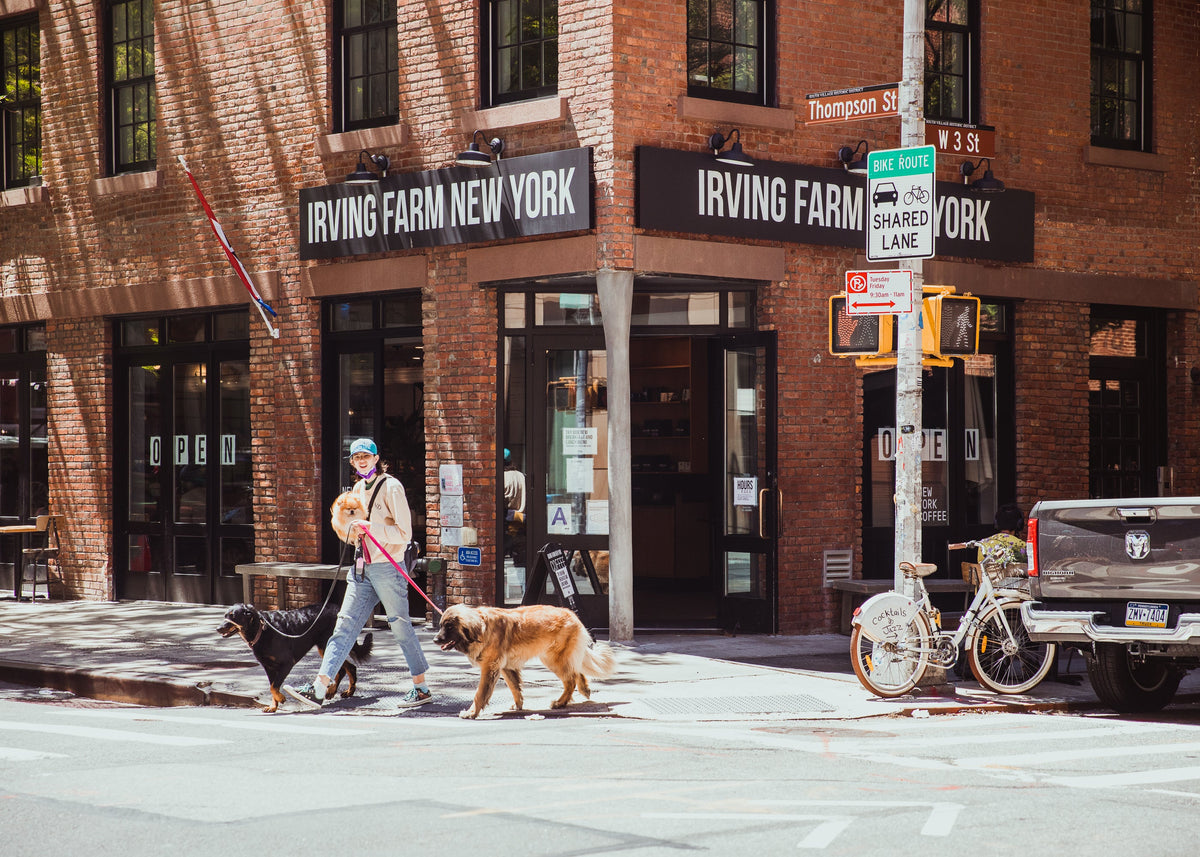A man walks two dogs past the Irving Farm New York cafe on Thompson Street