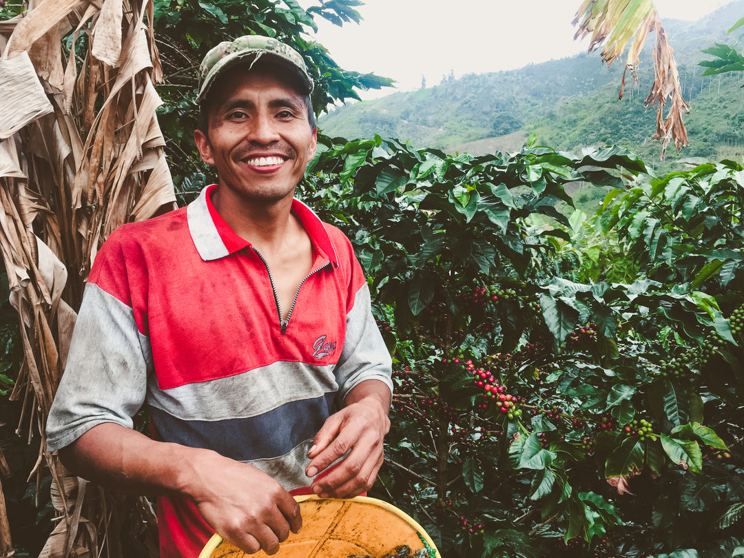 Casso Microlot, Colombia - Irving Farm New York
