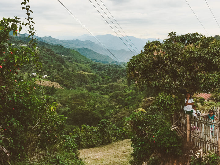 Casso Microlot, Colombia - Irving Farm New York