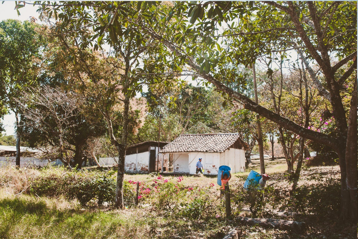 Santa Isabel farm in Guatemala, workers among trees and flowers by a white farmhouse
