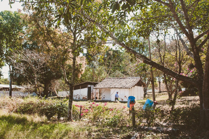 Santa Isabel farm in Guatemala, workers among trees and flowers by a white farmhouse