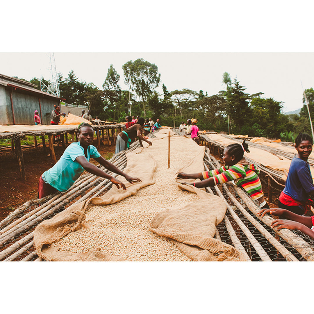 Konga, Ethiopia | Organic - Irving Farm New York