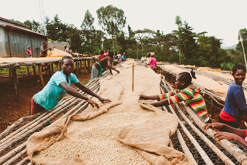 Konga, Ethiopia | Organic - Irving Farm Coffee Roasters
