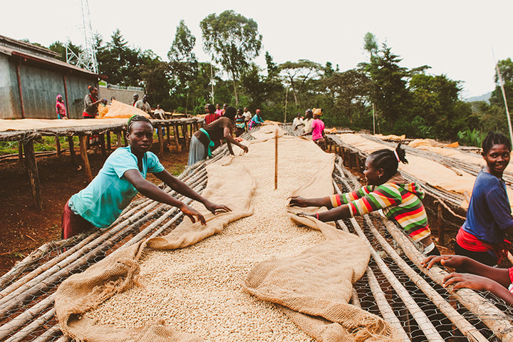 Konga, Ethiopia | Organic - Irving Farm Coffee Roasters