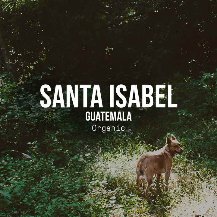 Santa Isabel, Guatemala | Organic - Irving Farm New York