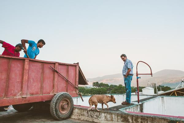 Santa Isabel, Guatemala | Organic - Irving Farm Coffee Roasters